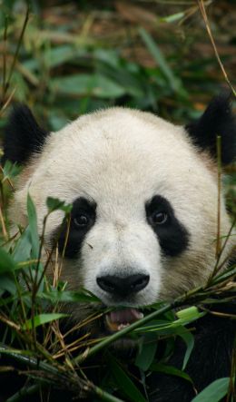 panda, muzzle, wildlife Wallpaper 600x1024
