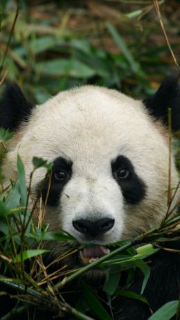 panda, muzzle, wildlife Wallpaper 750x1334