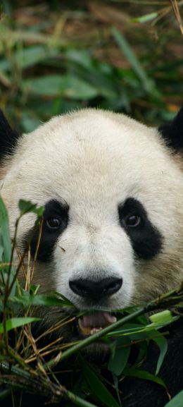 panda, muzzle, wildlife Wallpaper 1080x2400