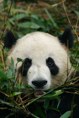 panda, muzzle, wildlife Wallpaper 2048x3072