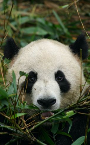 panda, muzzle, wildlife Wallpaper 800x1280