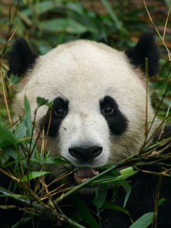panda, muzzle, wildlife Wallpaper 1536x2048