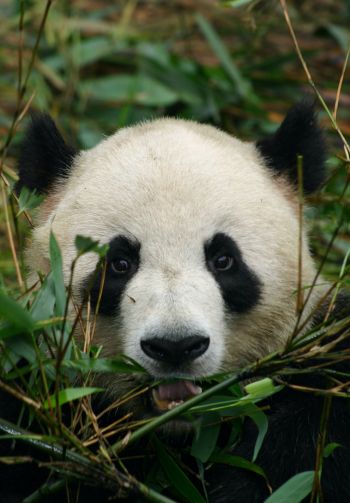 panda, muzzle, wildlife Wallpaper 1640x2360