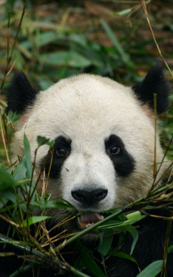 panda, muzzle, wildlife Wallpaper 1752x2800