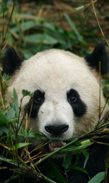 panda, muzzle, wildlife Wallpaper 1200x2000