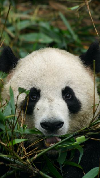 panda, muzzle, wildlife Wallpaper 1080x1920