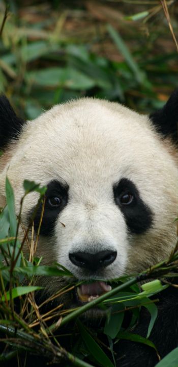 panda, muzzle, wildlife Wallpaper 1080x2220