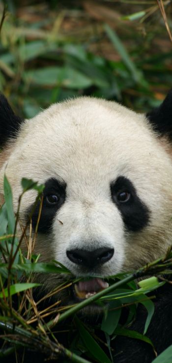 panda, muzzle, wildlife Wallpaper 720x1520