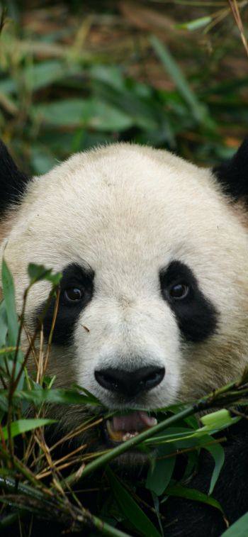 panda, muzzle, wildlife Wallpaper 828x1792