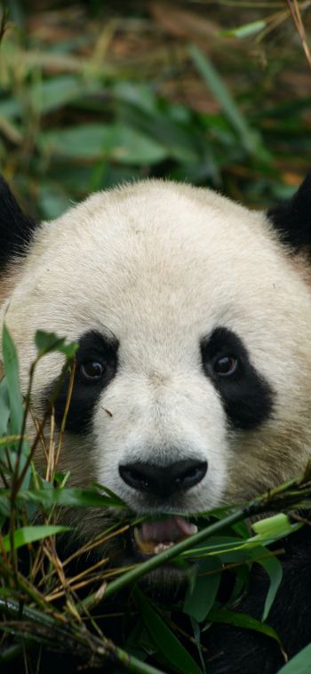 panda, muzzle, wildlife Wallpaper 1080x2340