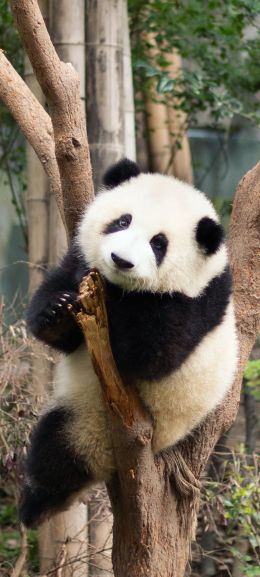 panda, bear, cute Wallpaper 1080x2400