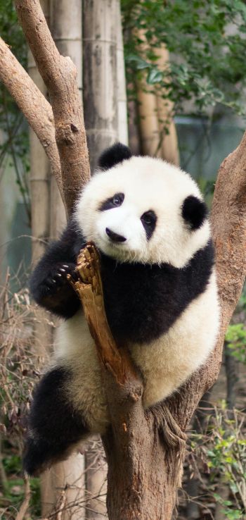 panda, bear, cute Wallpaper 720x1520