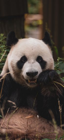 panda, muzzle, wildlife Wallpaper 1080x2340