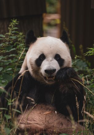 panda, muzzle, wildlife Wallpaper 1640x2360