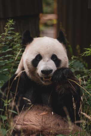 panda, muzzle, wildlife Wallpaper 640x960