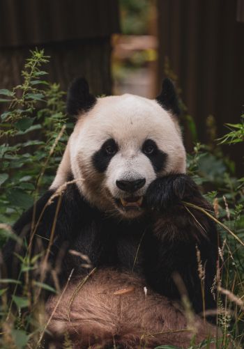panda, muzzle, wildlife Wallpaper 1668x2388