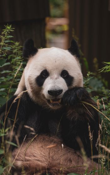 panda, muzzle, wildlife Wallpaper 1752x2800