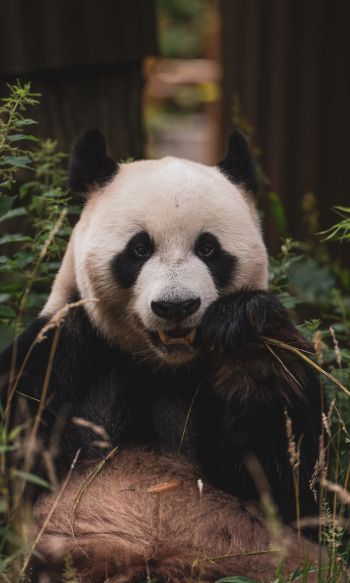 panda, muzzle, wildlife Wallpaper 1200x2000