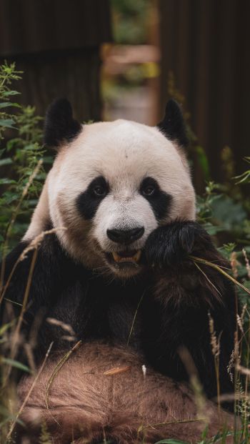 panda, muzzle, wildlife Wallpaper 640x1136