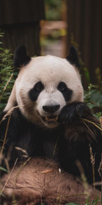 panda, muzzle, wildlife Wallpaper 720x1440