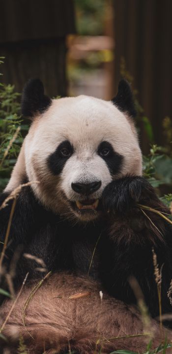 panda, muzzle, wildlife Wallpaper 1440x2960