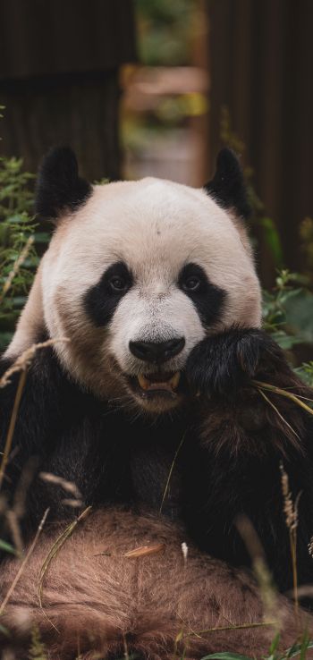 panda, muzzle, wildlife Wallpaper 1080x2280