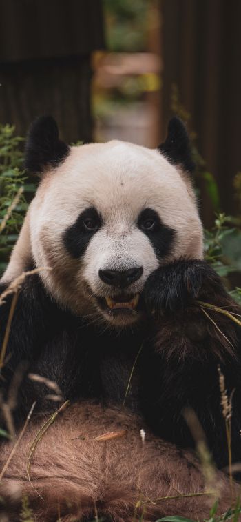 panda, muzzle, wildlife Wallpaper 1170x2532