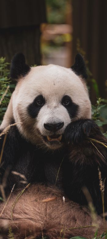panda, muzzle, wildlife Wallpaper 720x1600