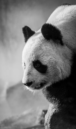 panda, bear, black and white Wallpaper 600x1024