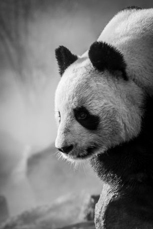 panda, bear, black and white Wallpaper 4000x6000
