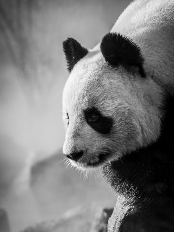 panda, bear, black and white Wallpaper 2048x2732