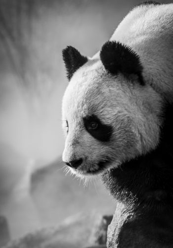 panda, bear, black and white Wallpaper 1668x2388