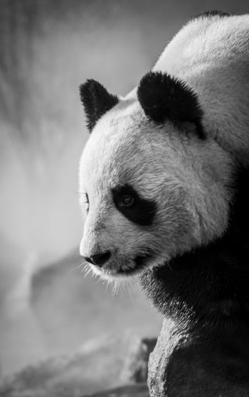 panda, bear, black and white Wallpaper 1752x2800