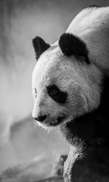 panda, bear, black and white Wallpaper 1200x2000
