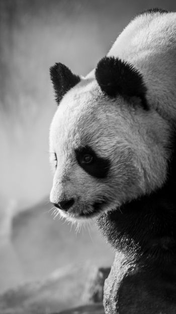 panda, bear, black and white Wallpaper 1440x2560
