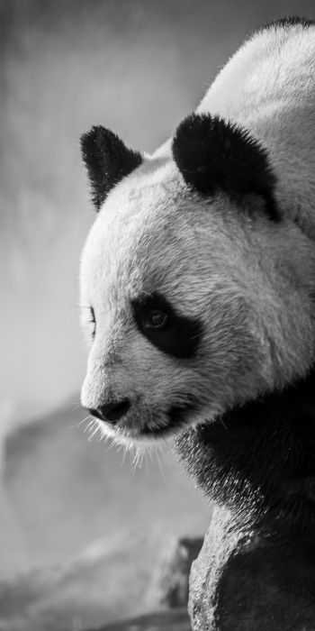panda, bear, black and white Wallpaper 720x1440