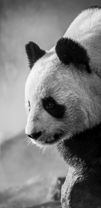 panda, bear, black and white Wallpaper 1440x2960