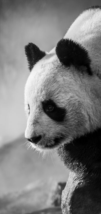 panda, bear, black and white Wallpaper 1080x2280