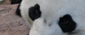 panda, muzzle, wildlife Wallpaper 2560x1080
