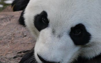 panda, muzzle, wildlife Wallpaper 2560x1600