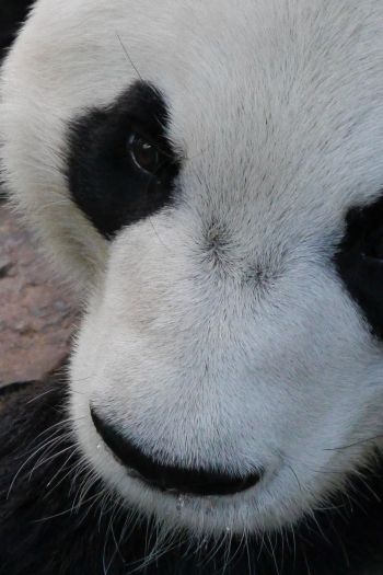 panda, muzzle, wildlife Wallpaper 640x960