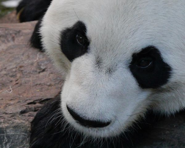 panda, muzzle, wildlife Wallpaper 1280x1024