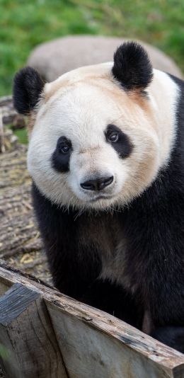 Обои 1080x2220 панда, млекопитающее, дикая природа