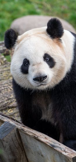 Обои 720x1520 панда, млекопитающее, дикая природа