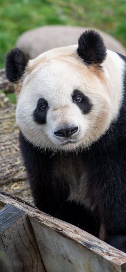 Обои 828x1792 панда, млекопитающее, дикая природа