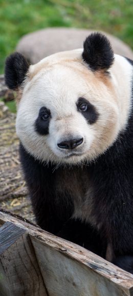 Обои 1080x2400 панда, млекопитающее, дикая природа