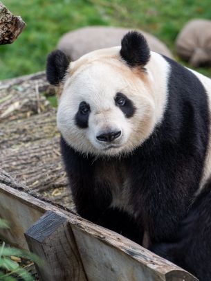 Обои 1668x2224 панда, млекопитающее, дикая природа