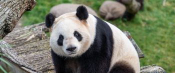 Обои 3440x1440 панда, млекопитающее, дикая природа