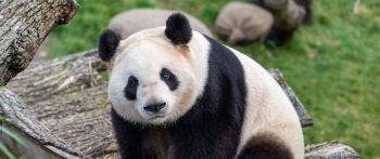 Обои 2560x1080 панда, млекопитающее, дикая природа