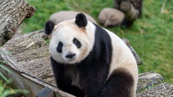 panda, mammal, wildlife Wallpaper 1366x768